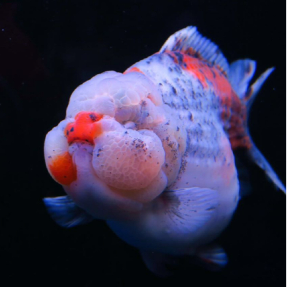 福州精品金鱼兰寿泰狮（运费自理）