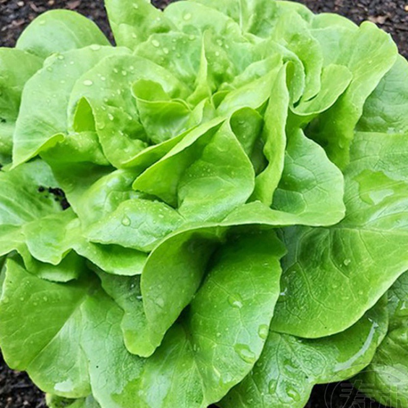 【全店满5元包邮】易生长奶油生菜种子种籽四季沙拉小白菜阳台菜