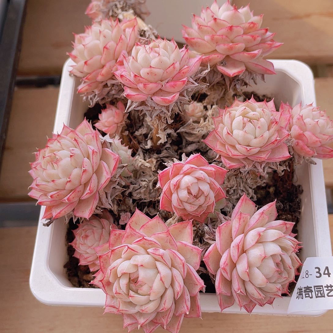 0000000000034一物一拍