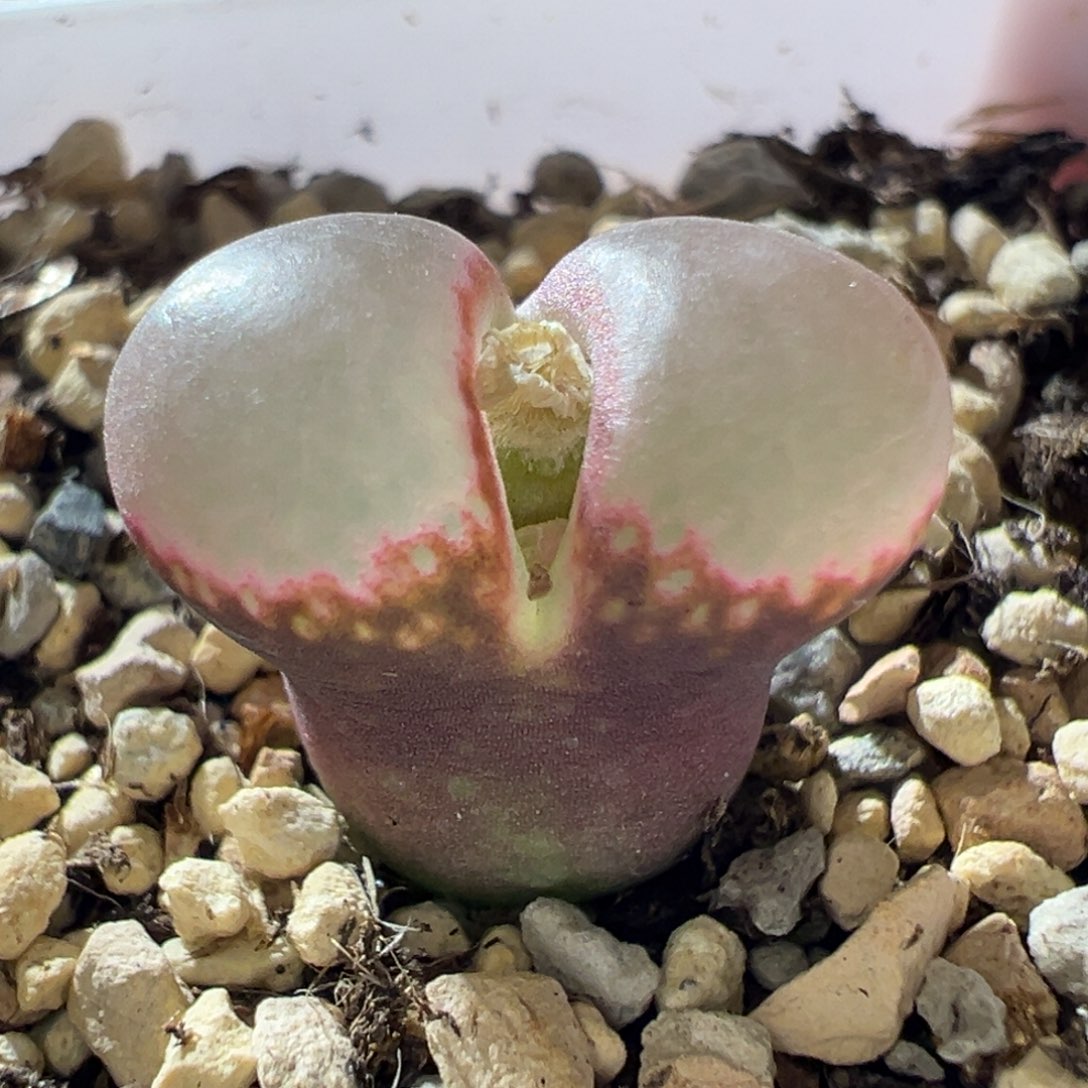 紫体粉透窗 矮胖 06