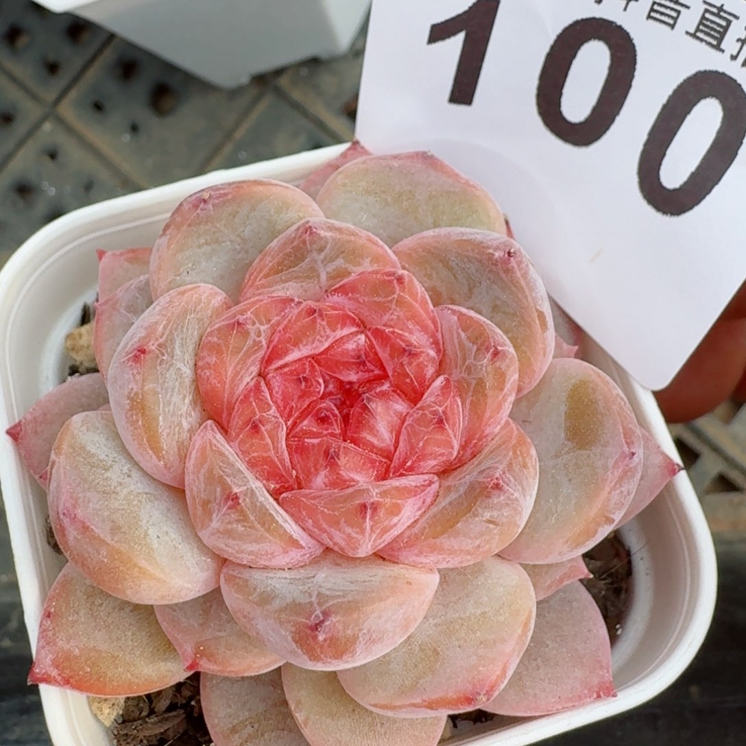 软糖         多肉植物