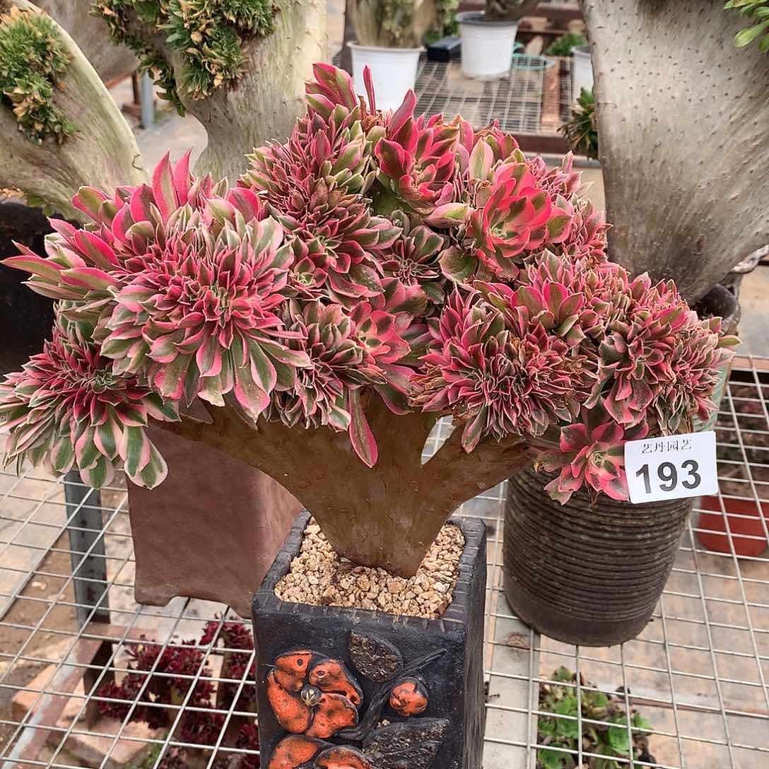 193粉女巫缀化缀化