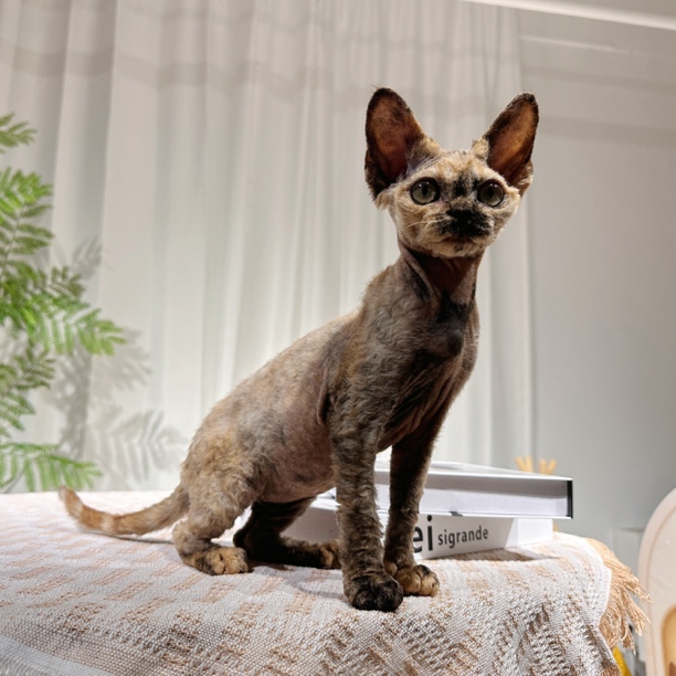 德文卷毛猫 玳瑁妹妹 繁育优选
