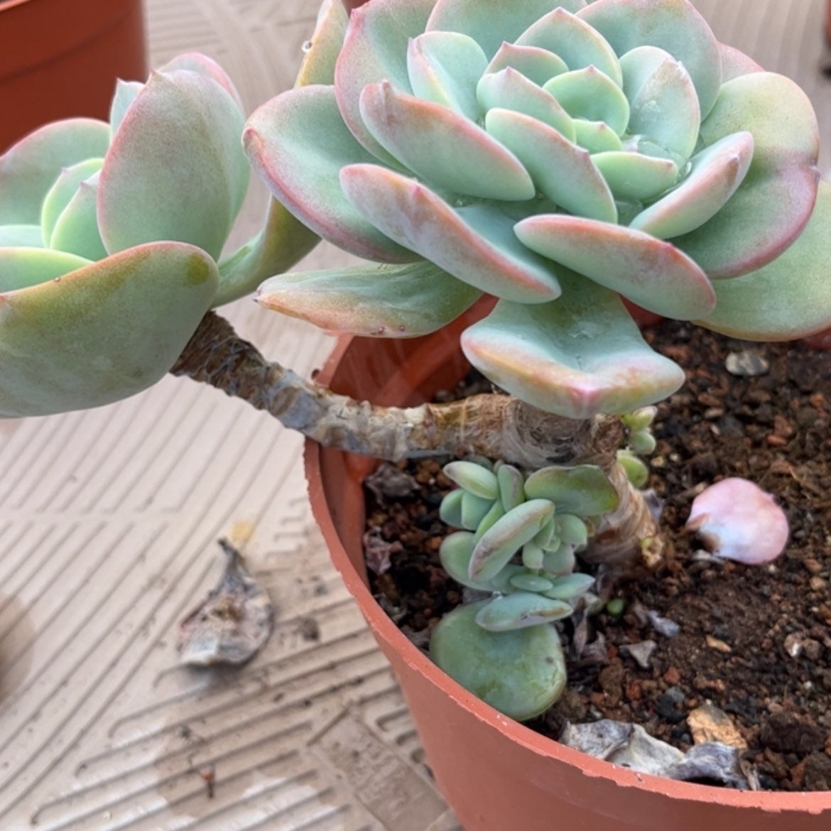 【闪购商品】无花朵【**】