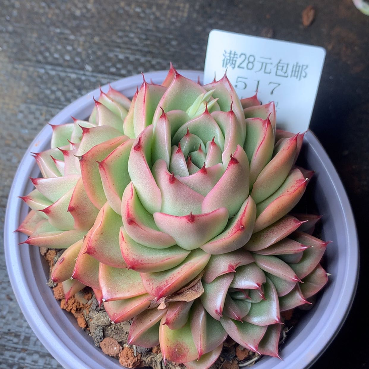 【闪购商品】云517号