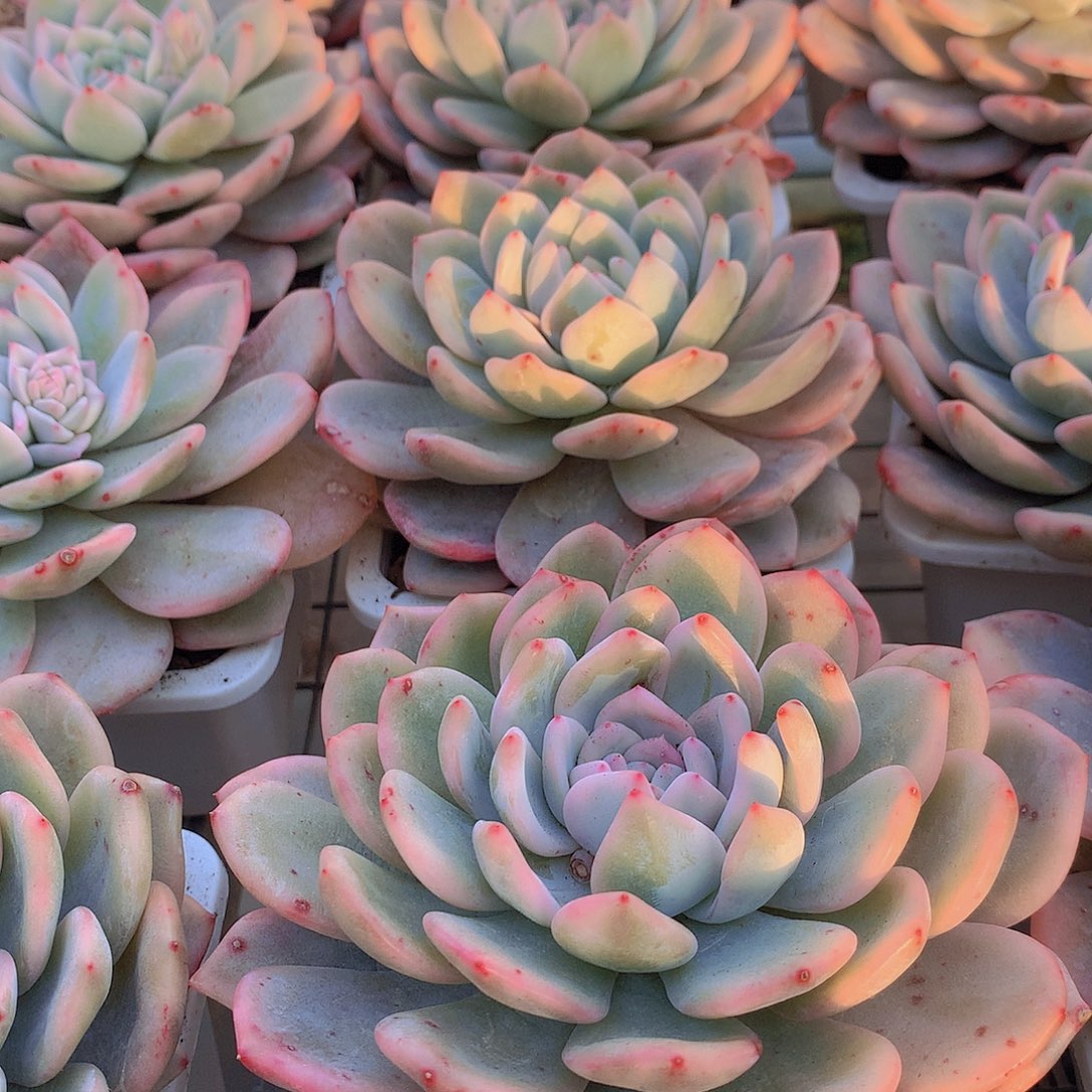 梦露锦24556778899990900