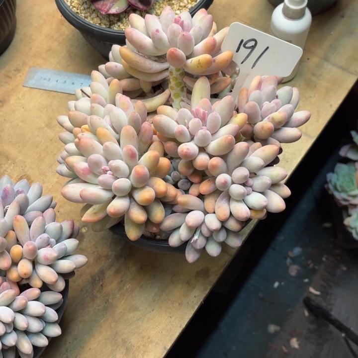 ****云多肉植物，汤圆191号