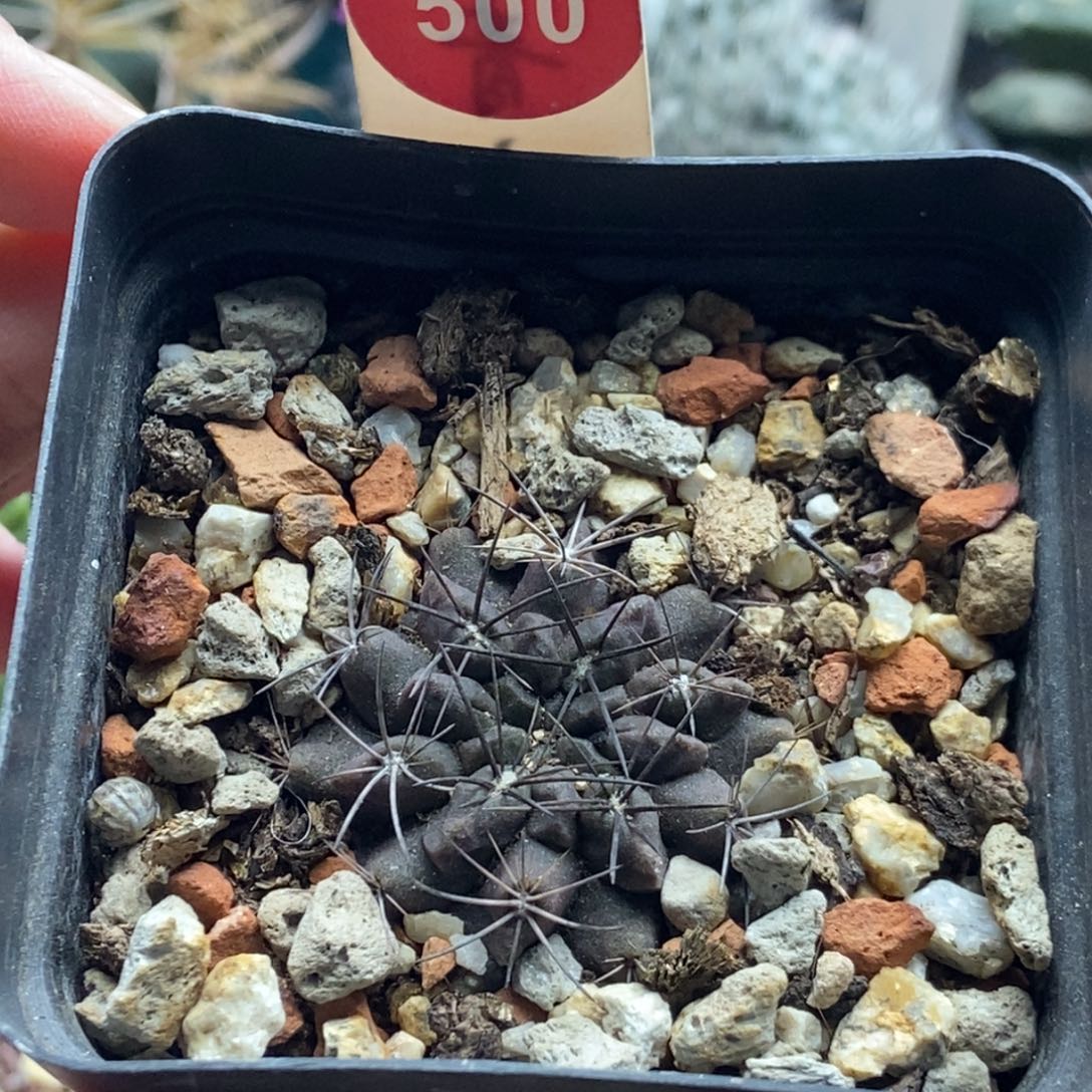 实生素妆玉3.3cm一棵仙人球