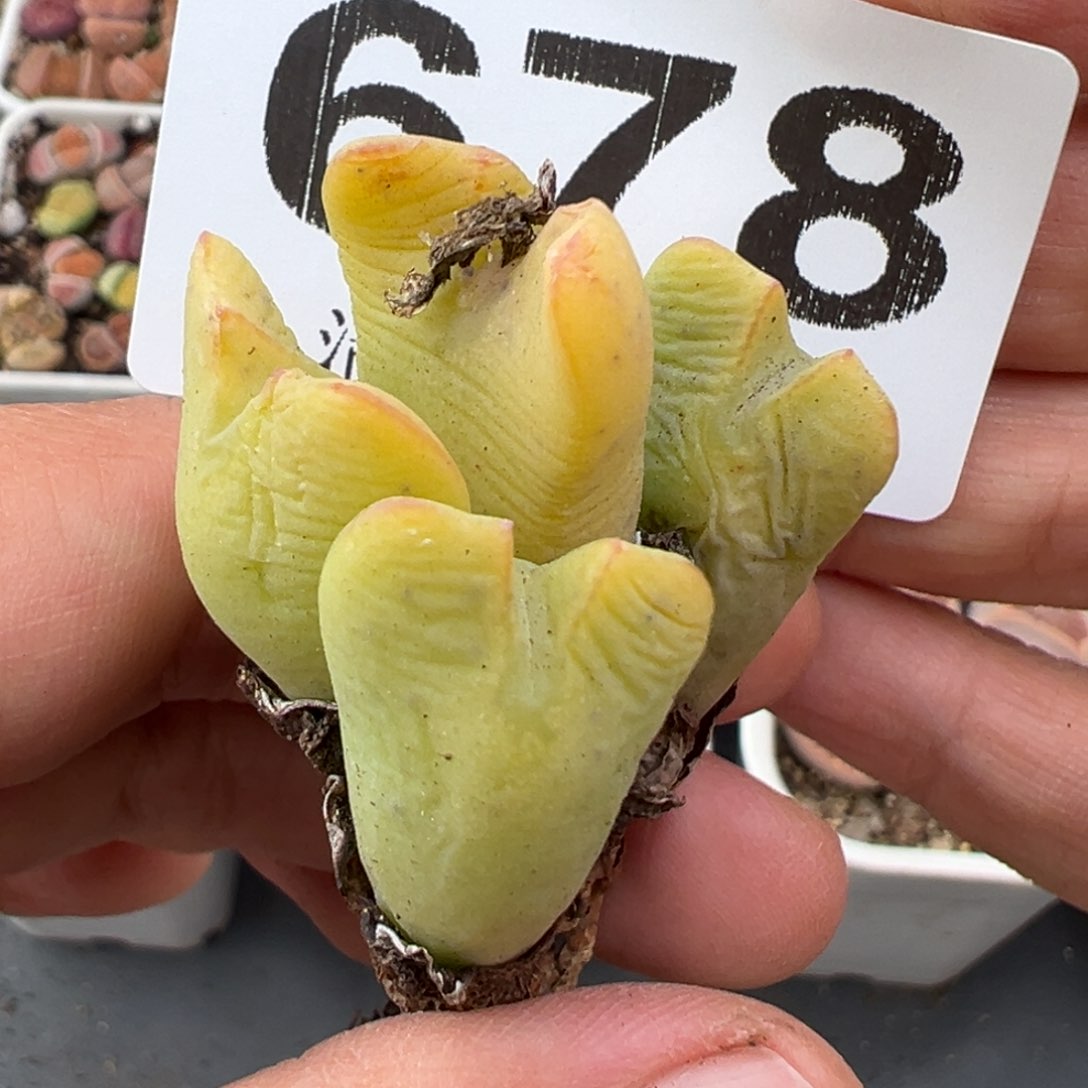 2.15好看的多肉678