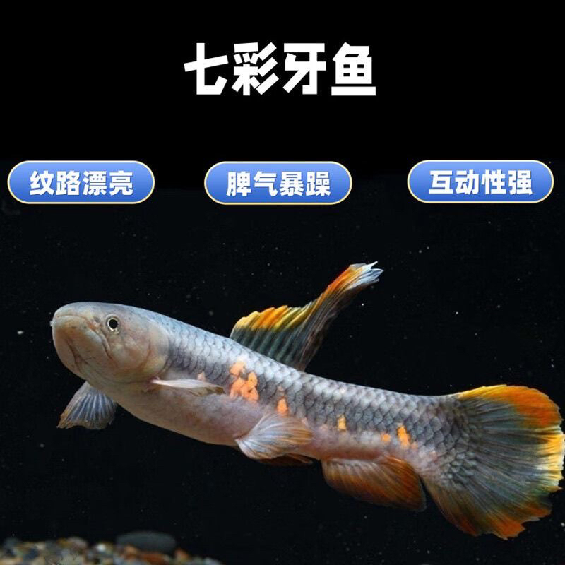 七彩牙鱼观赏鱼橙腹牙鱼小型猛鱼肉食性猛鱼热带淡水观赏鱼