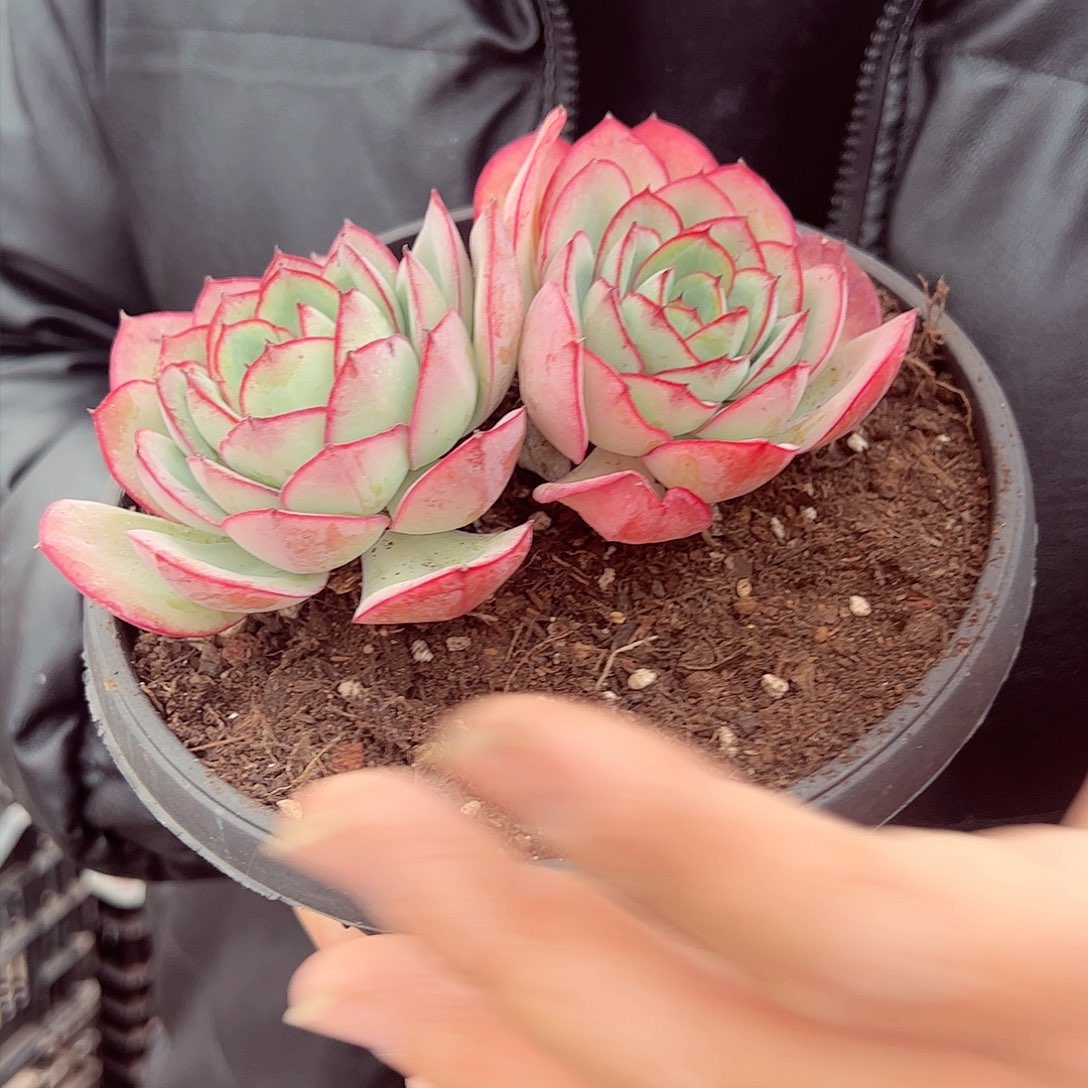 牡丹亭双头多肉植物