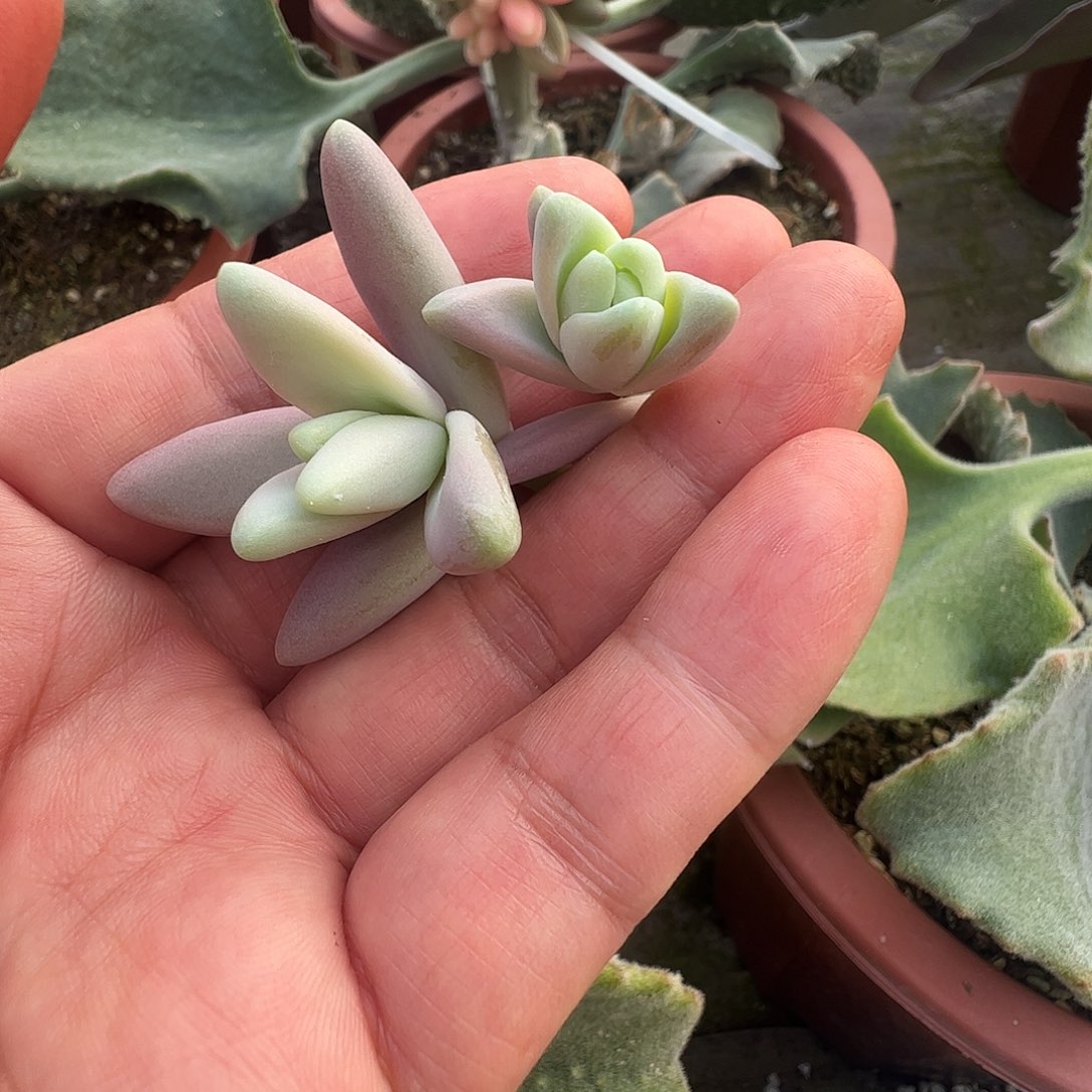 落***・多肉植物多肉植物