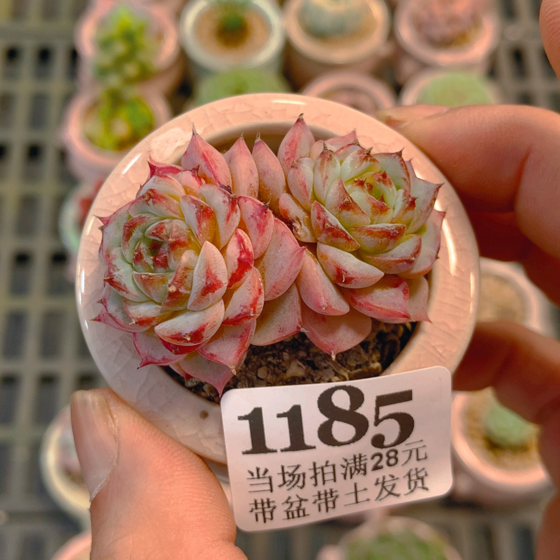 5厘米盆精控多肉1185