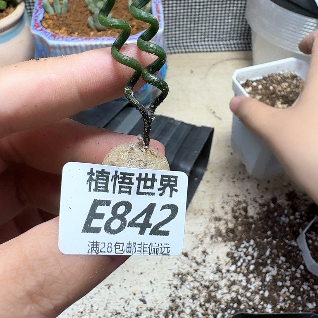 多肉植物的润泽fvb