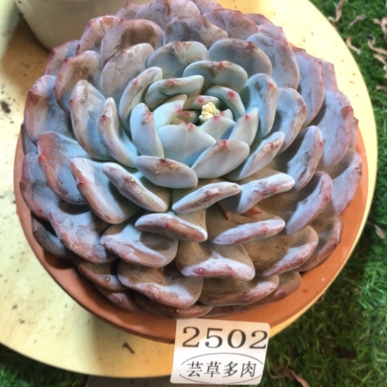 程梦露，2502，一物一拍
