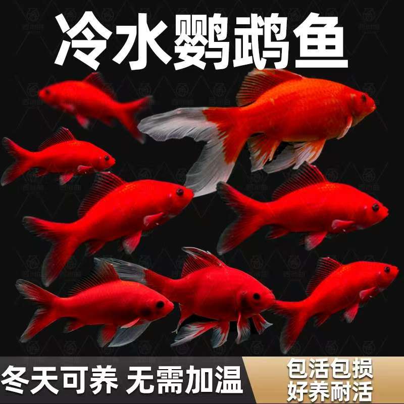 冷水鹦鹉鱼血鹦鹉红黄白鱼锦鲤冷水观赏鱼活体鱼苗好养耐活发财鱼