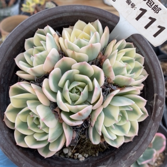 111一一一一一一一一一