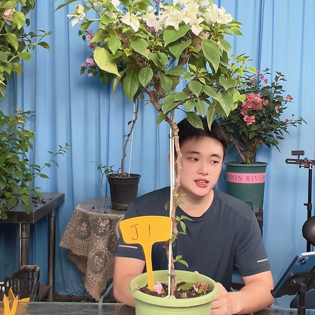 卡***姐大部分开放少量花苞J1白狐狸