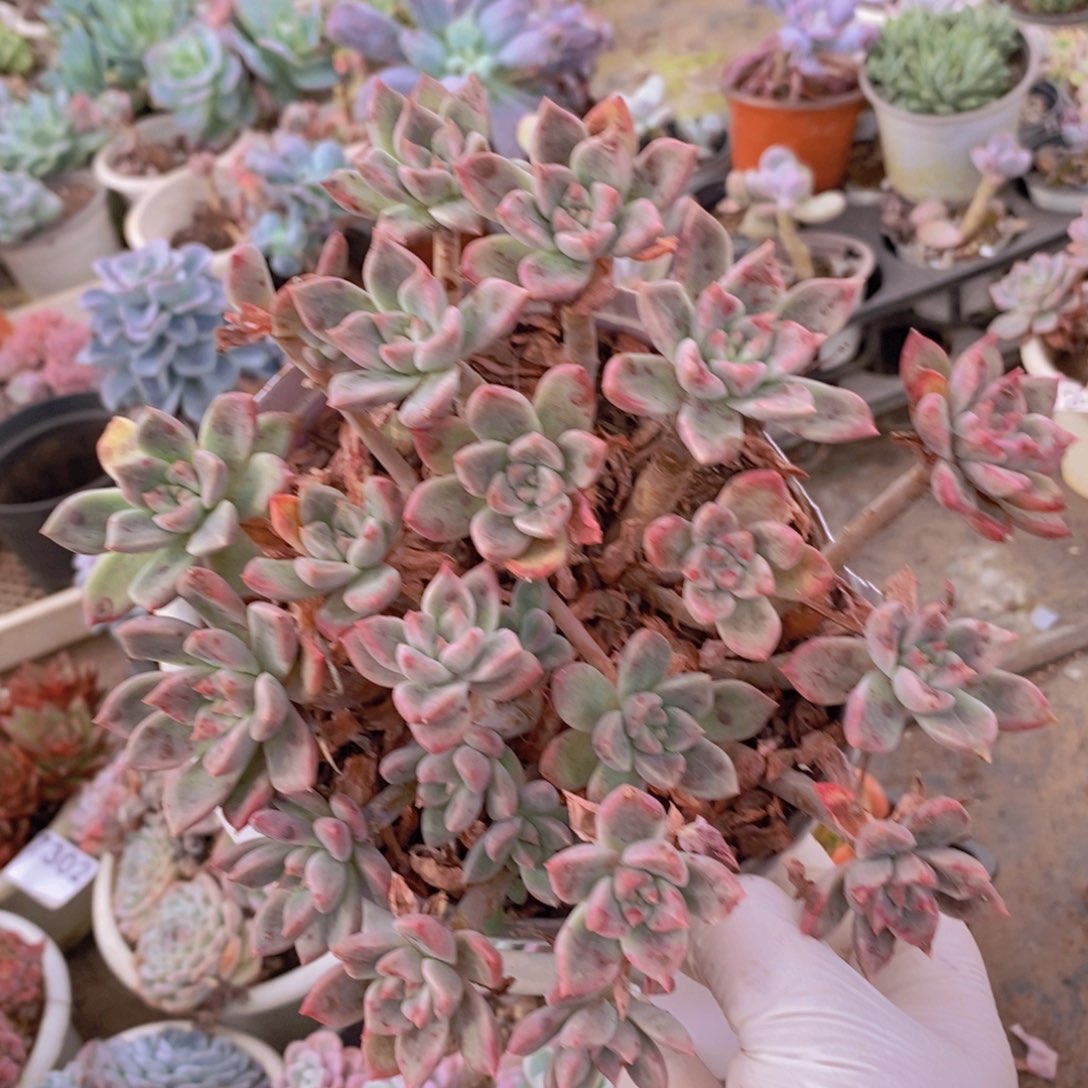 7309璀璨老桩一物一拍