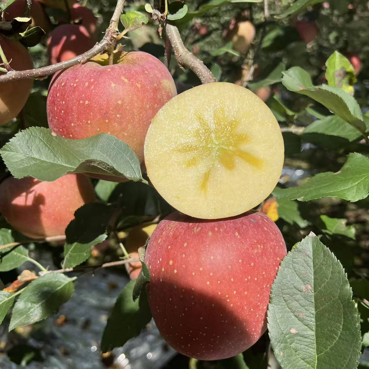 云南昭通糖心丑苹果脆甜多汁新鲜采摘3/5斤起包邮