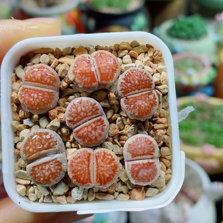 生石花花花花花花花528