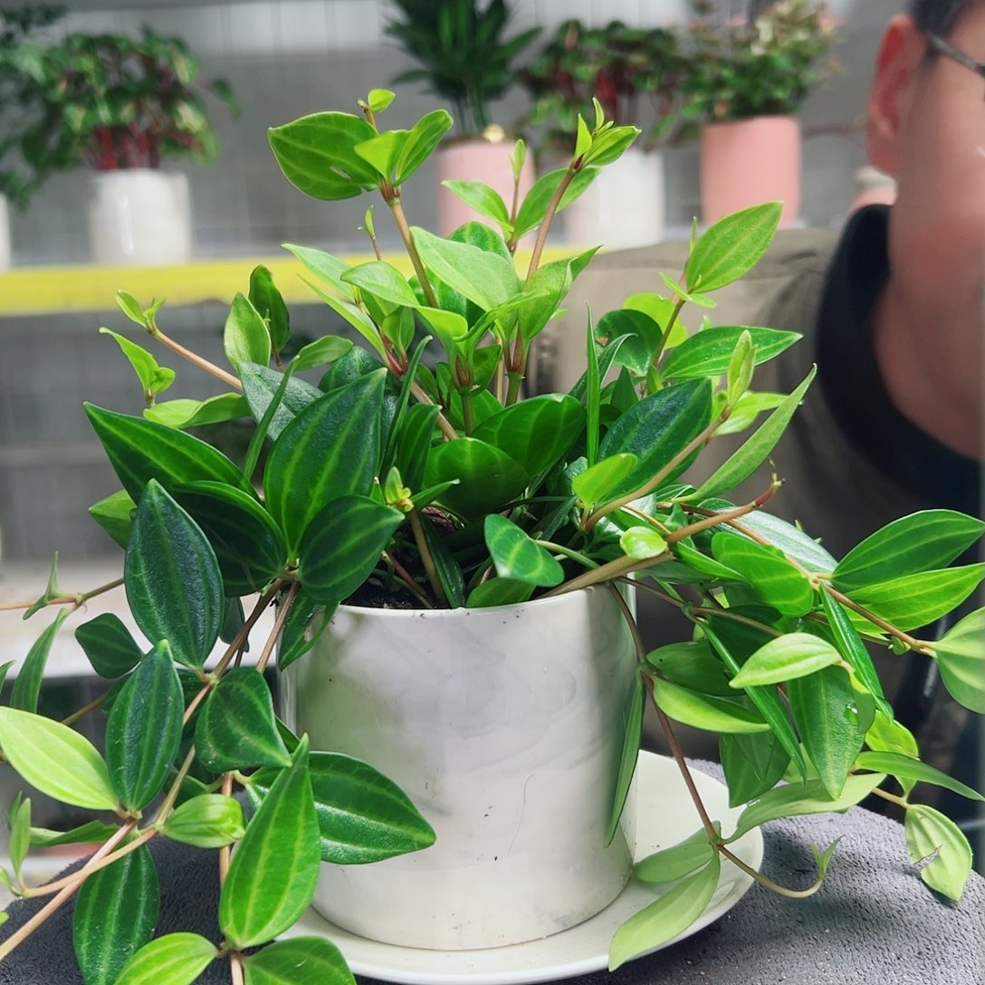 捏***吱无花朵16                