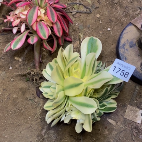 两盆多肉植物1758