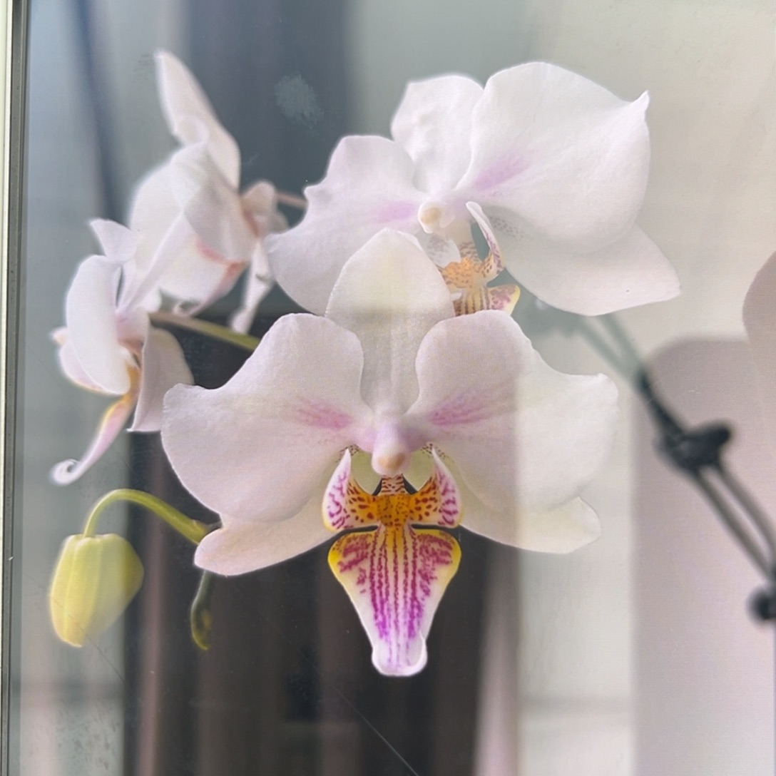 无花朵3.5寸微笑天鹅抽梗苗