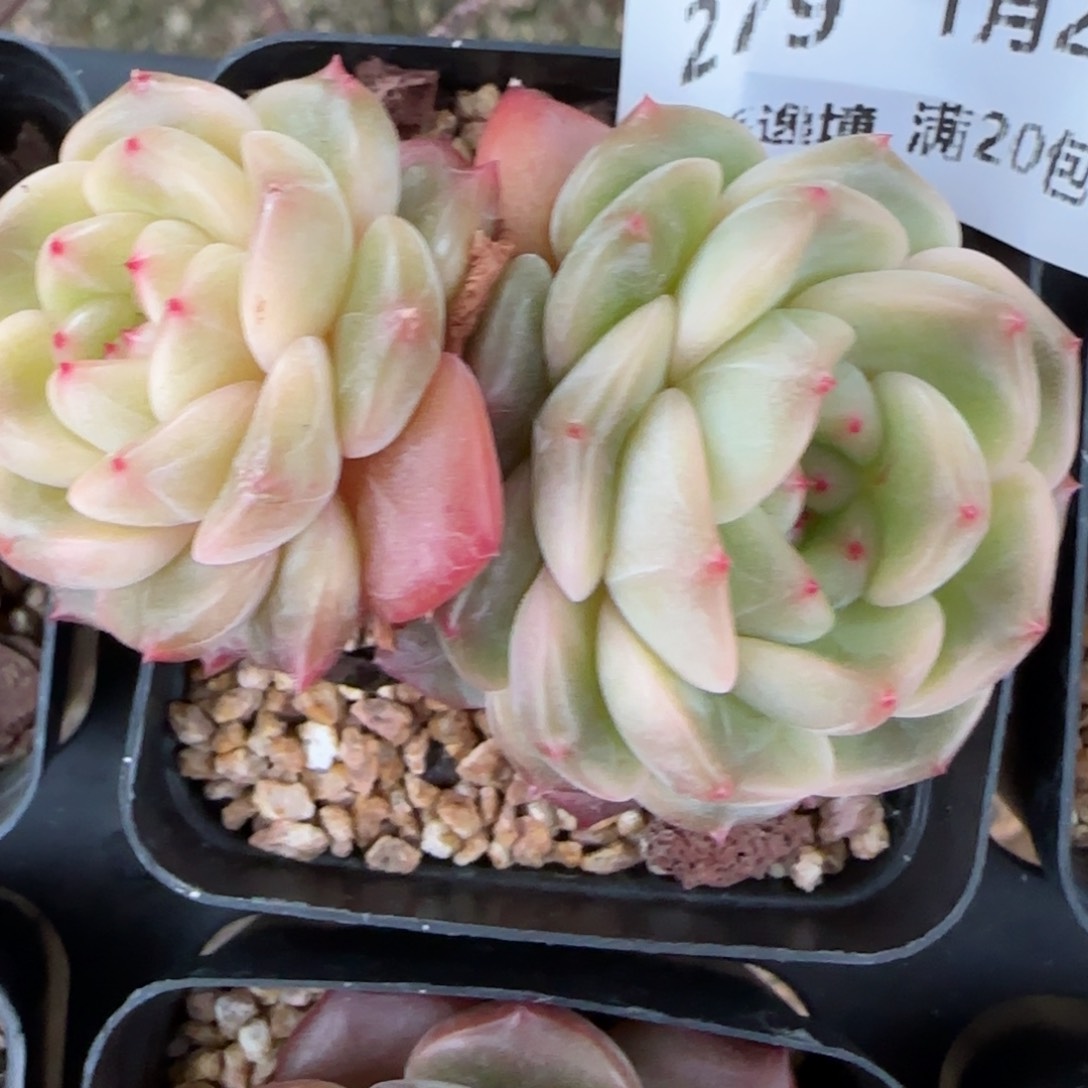 花语逸镜0127-279