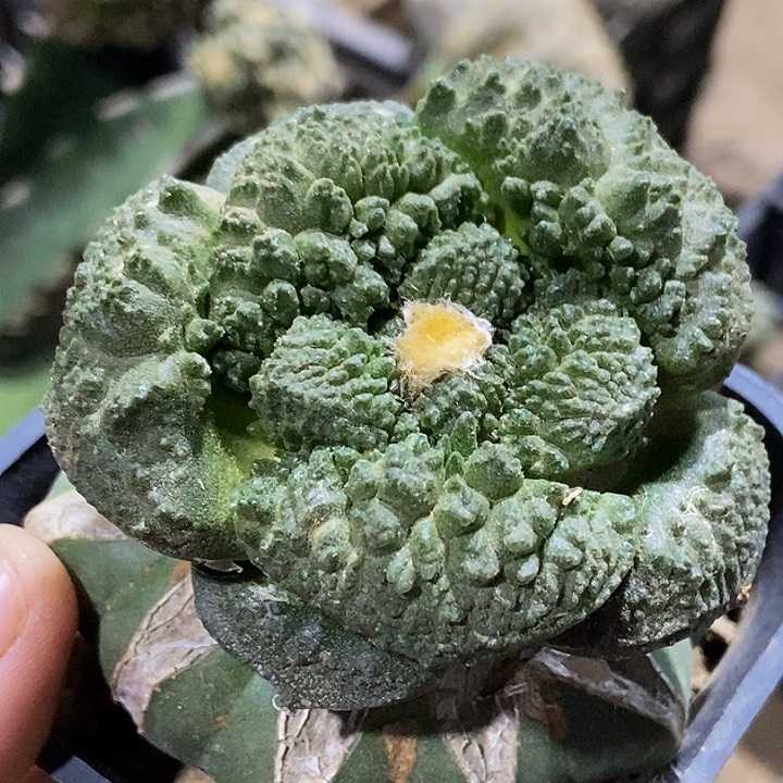 无花朵福利大尤丸尤哥怒牡丹101