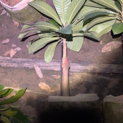 ⋯***的金钻凤梨247943687468