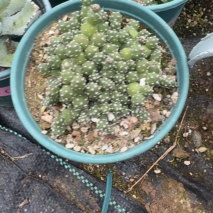 实生罗西安哪带盆发货