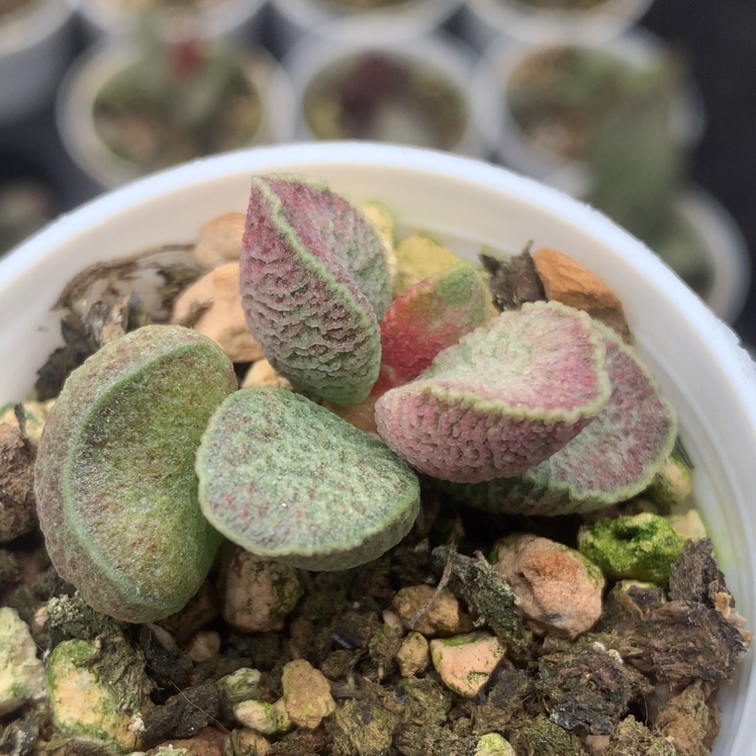 实生水泡一物一拍