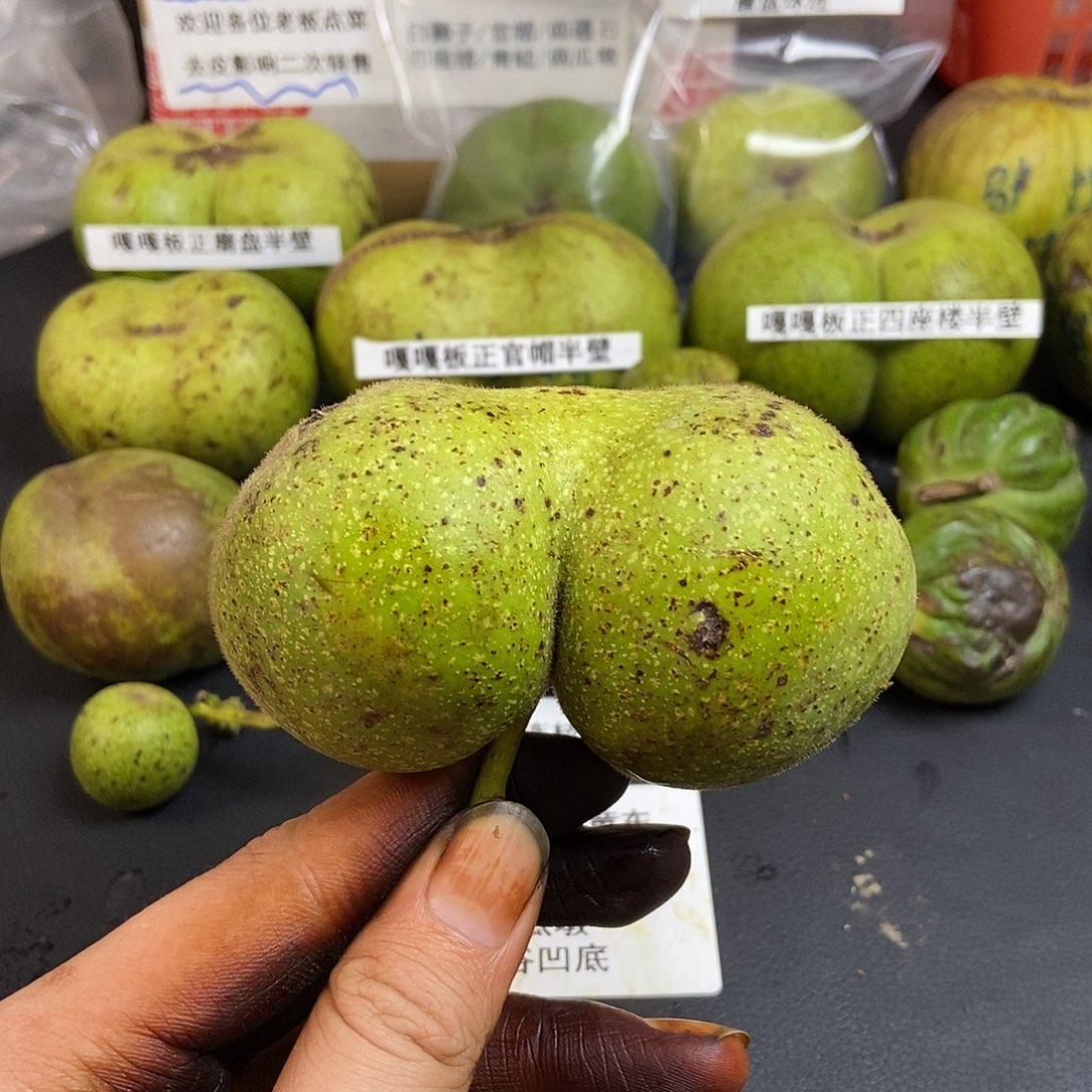 核桃磨盘猫耳朵 带皮文玩核桃