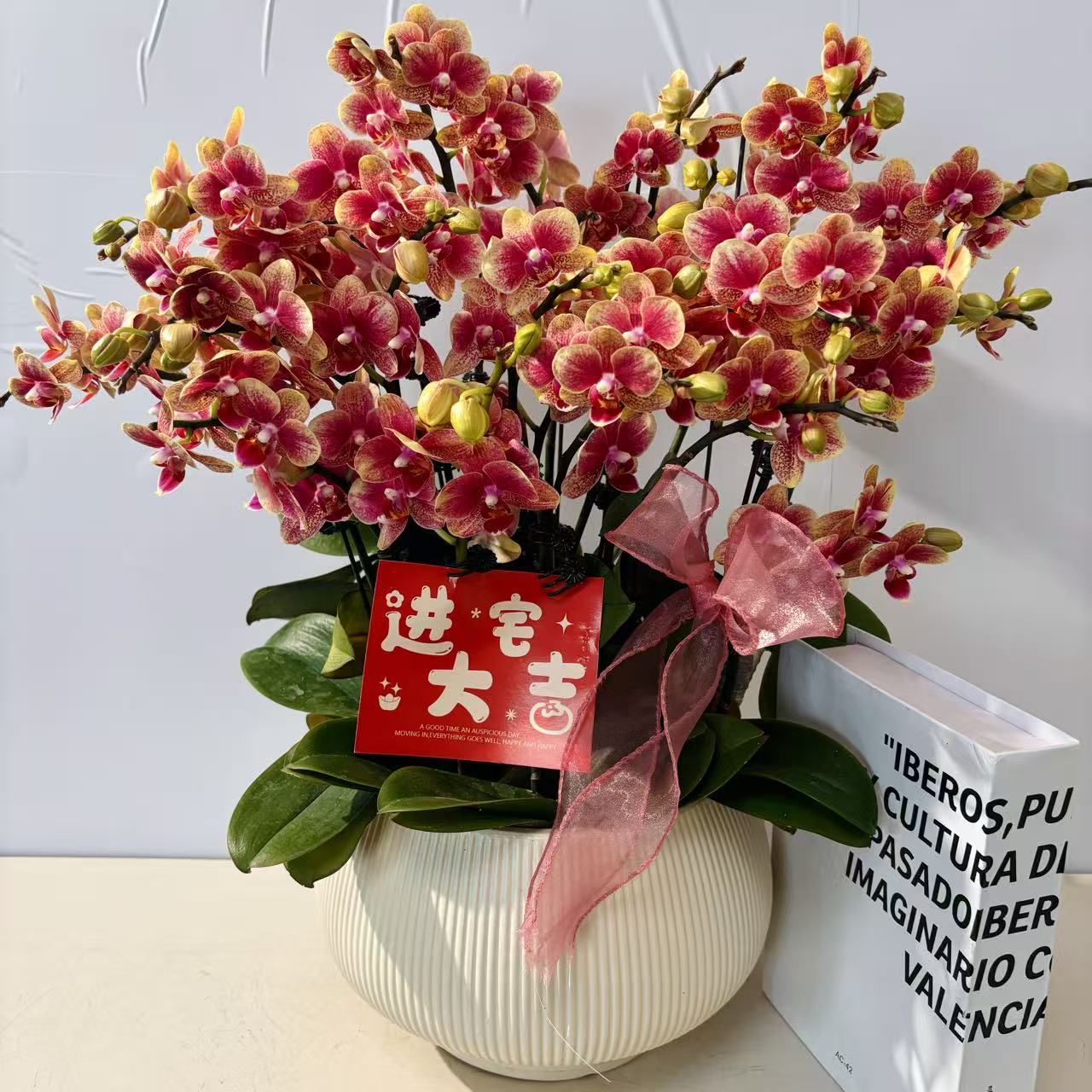 胜花【金蝶】蝴蝶兰盆栽花卉观花植物室内四季开花陶瓷盆5-8