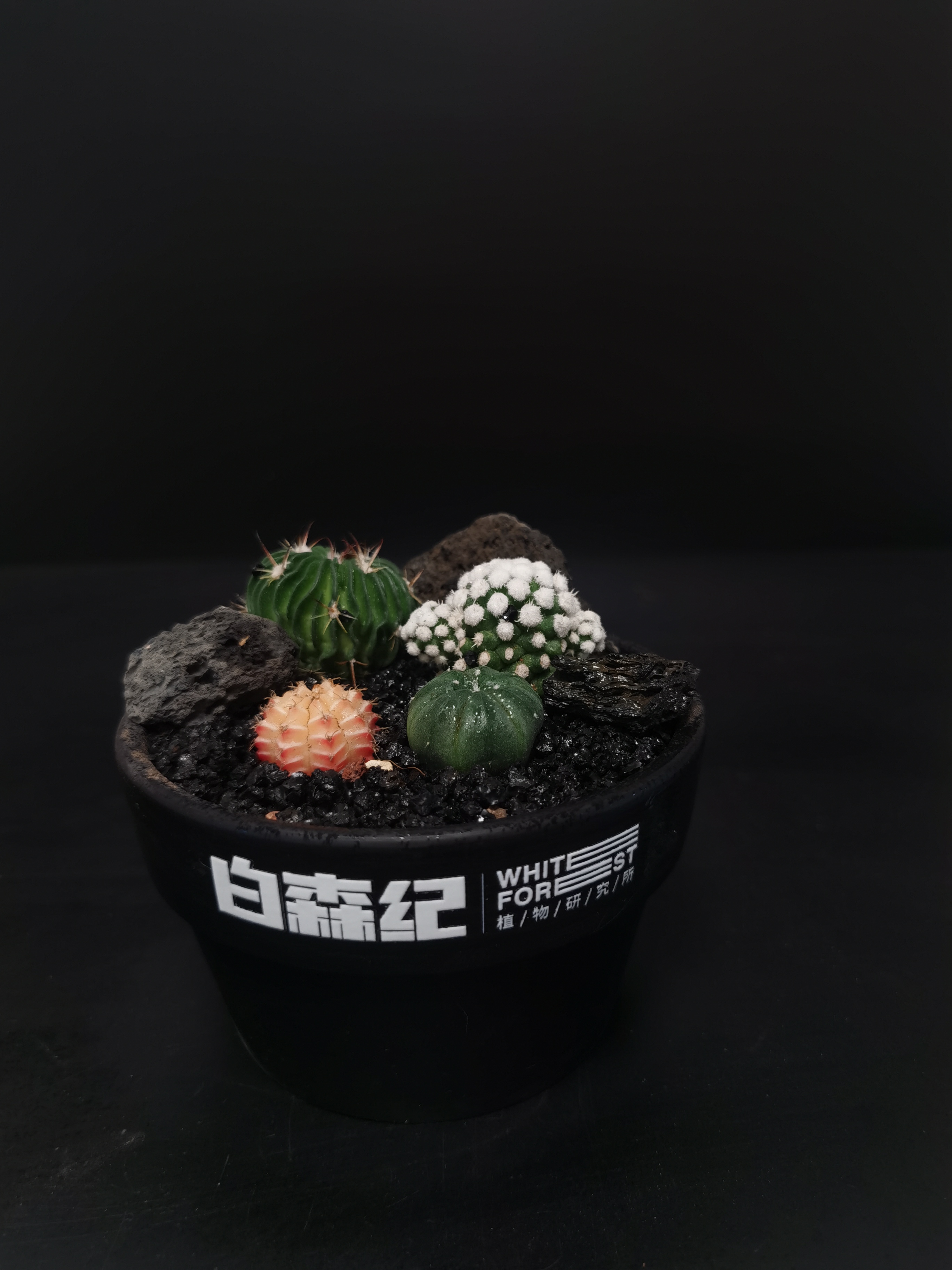 福利黑陶盆微景观 一物一拍