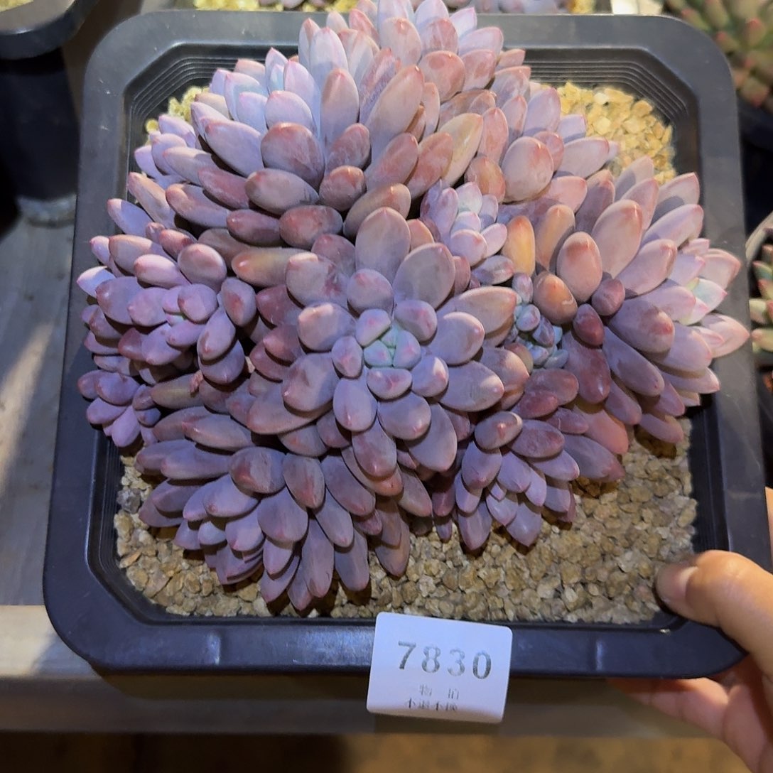 冰***冰7830号彩蛋美人群生