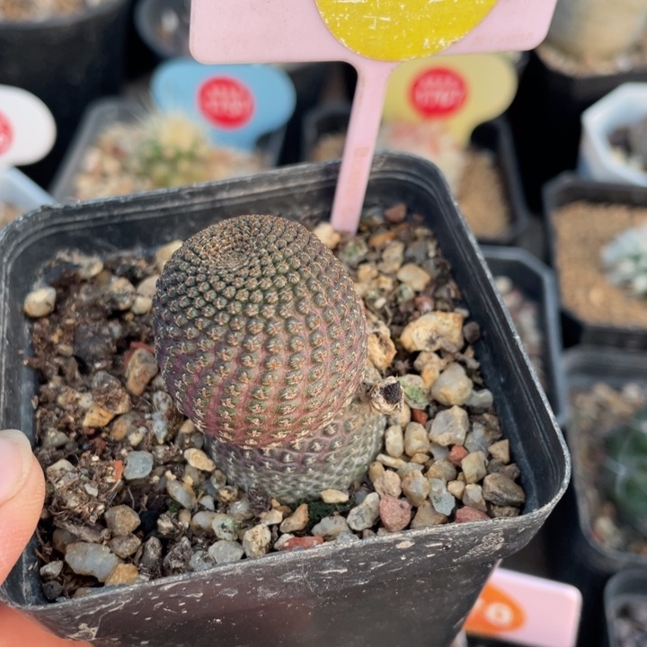 自根黑蝎子03990000000