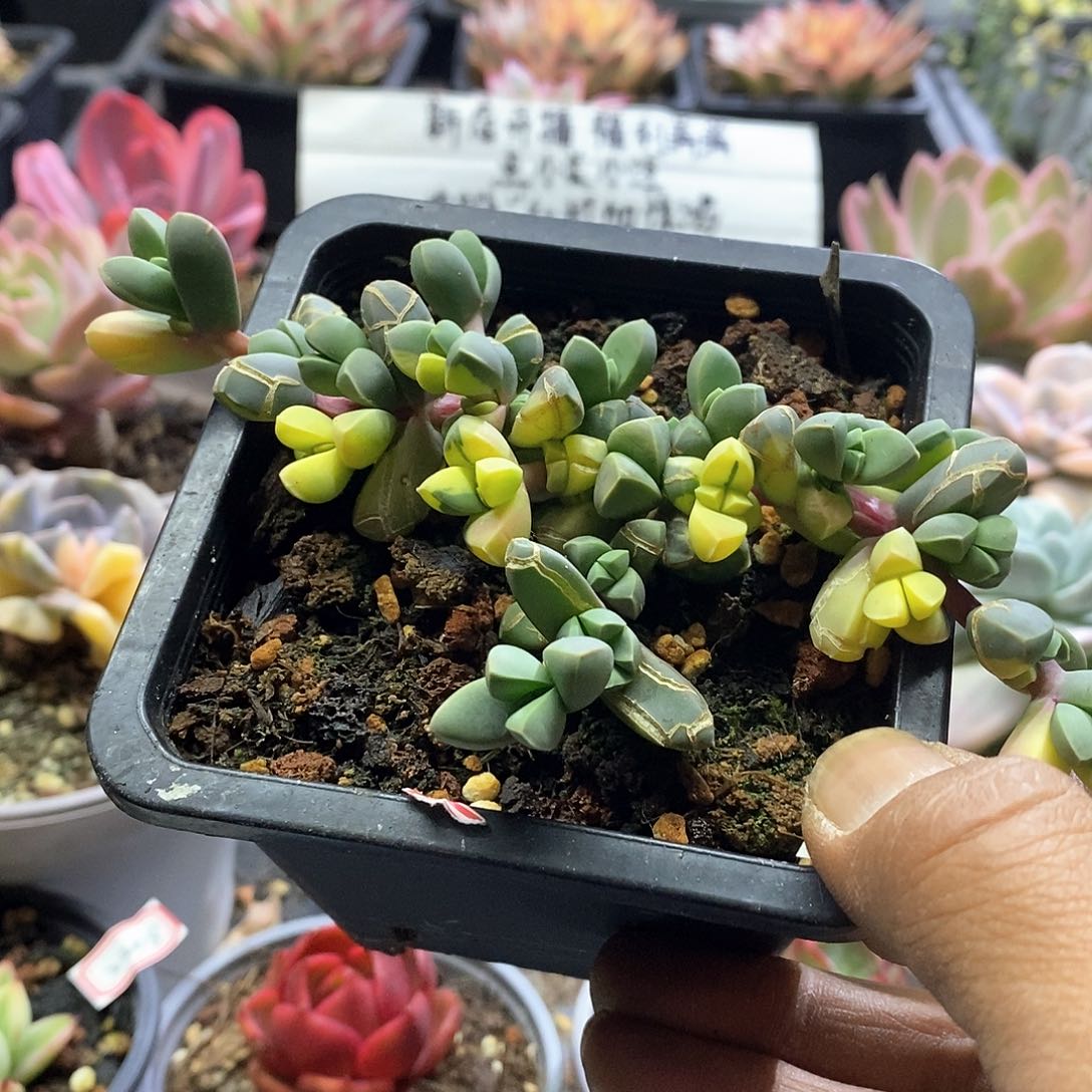 2251鹿角海棠锦多肉