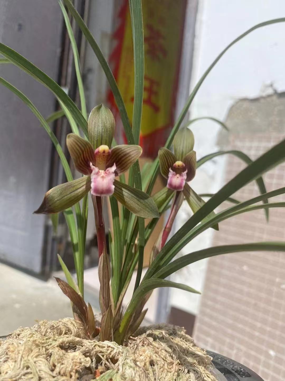 名贵兰花苗室内外绿植花卉盆栽简单易养护适合兰花盆栽桌面摆放