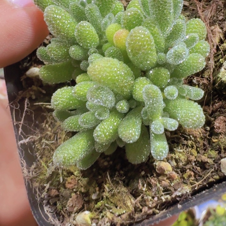 紫水晶和冰晶枝干两颗