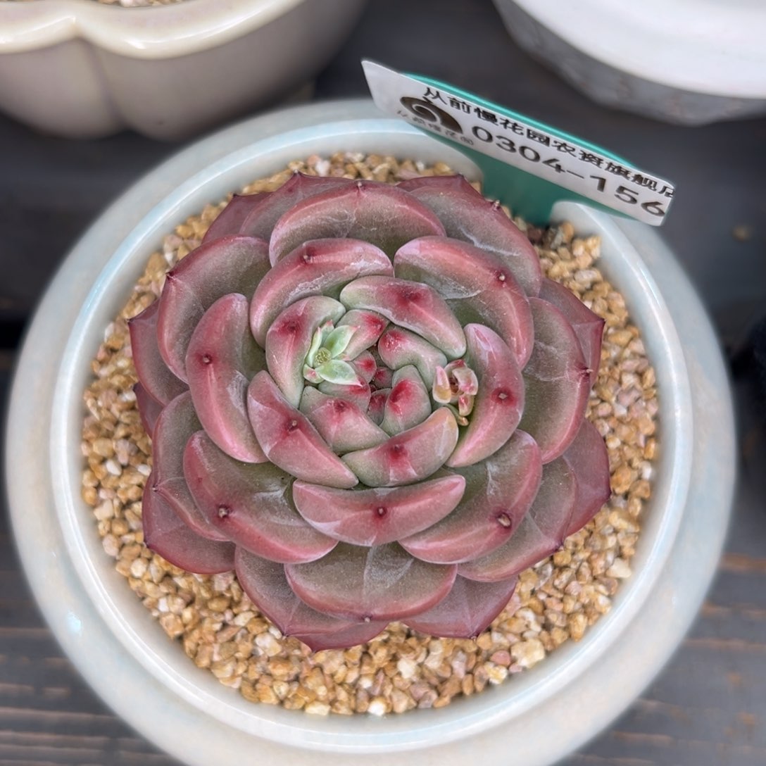 多肉一物一拍0304-156