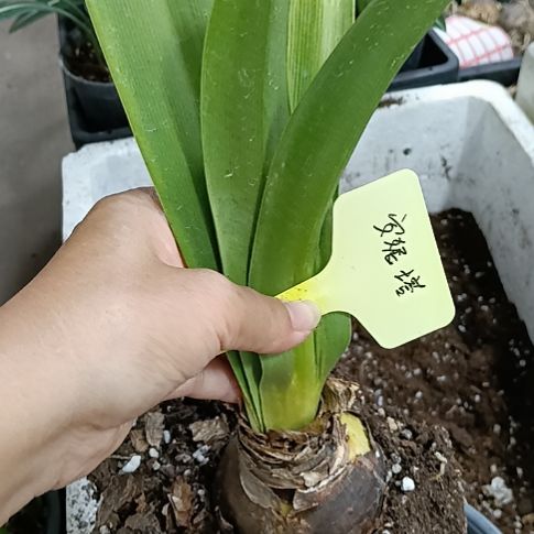 无花朵安妮塔6.5发一个