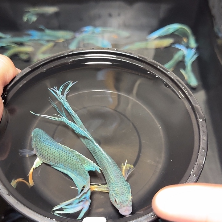 斗鱼直播间对图无纹蓝18