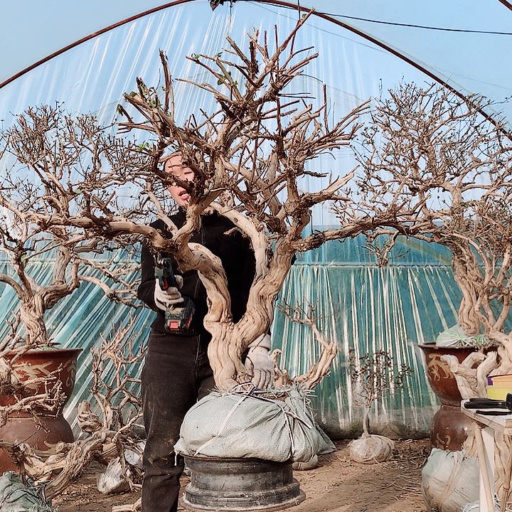 全部花朵金银花8888