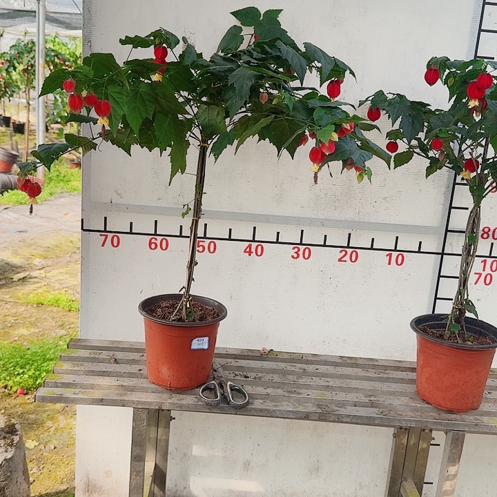 完全开放26.8电动车