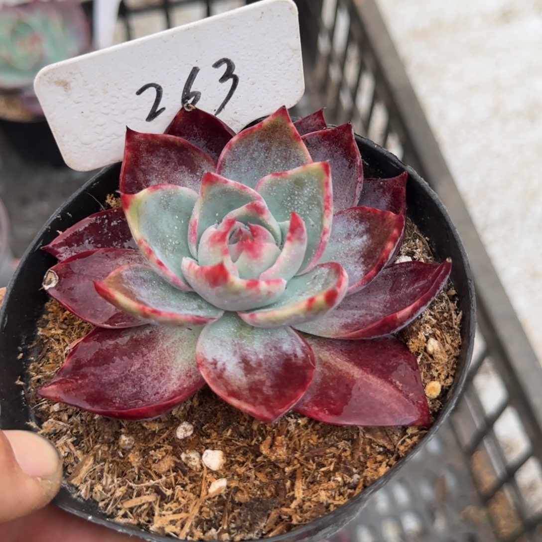 惊鸿一物一拍包装收缩花旱263