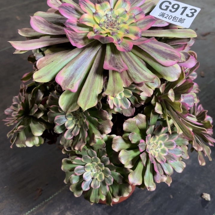 瑞妈一物一拍913