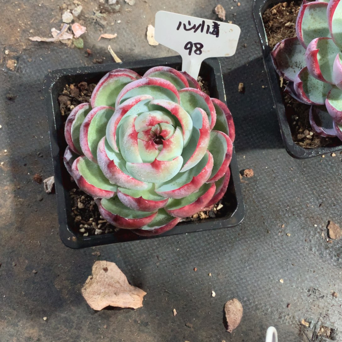 多肉植物98惊鸿15