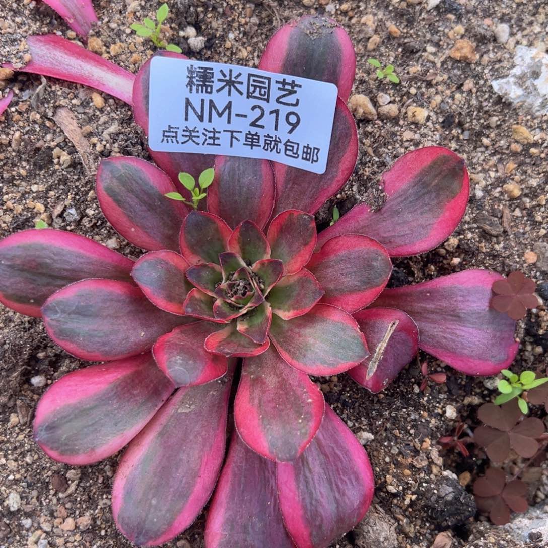 魅金锦多肉植物219